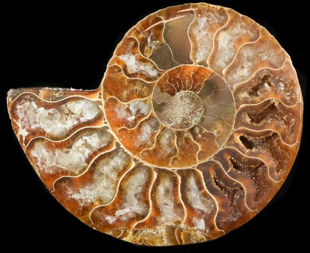Agatized Ammonite Fossil (Half) #46531